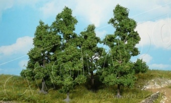 Heki 1932 Alberi da frutto, 5 pz. 5-8 cm