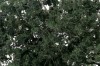 Ingrandisci